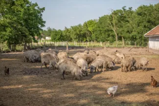 Nagylaposi Birkacsárda