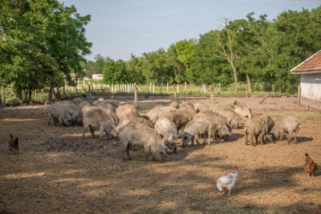Nagylaposi Birkacsárda
